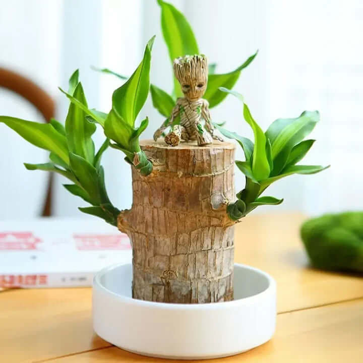 GreenVibes™ Lucky Brazilian Wood Plant | 50% OFF + Free Shipping!