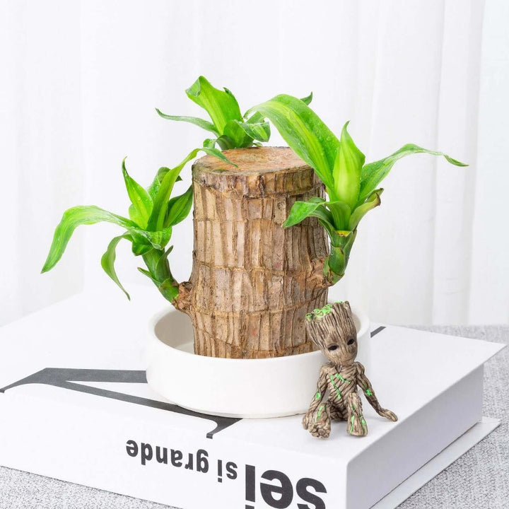 GreenVibes™ Lucky Brazilian Wood Plant | 50% OFF + Free Shipping!