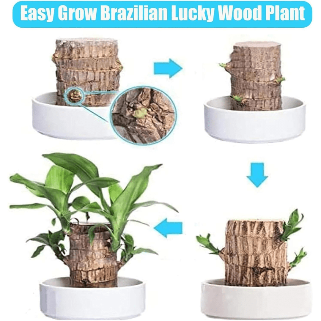 (2+1 FREE) The Lucky Brazilian Wood Plant - VERRANOO