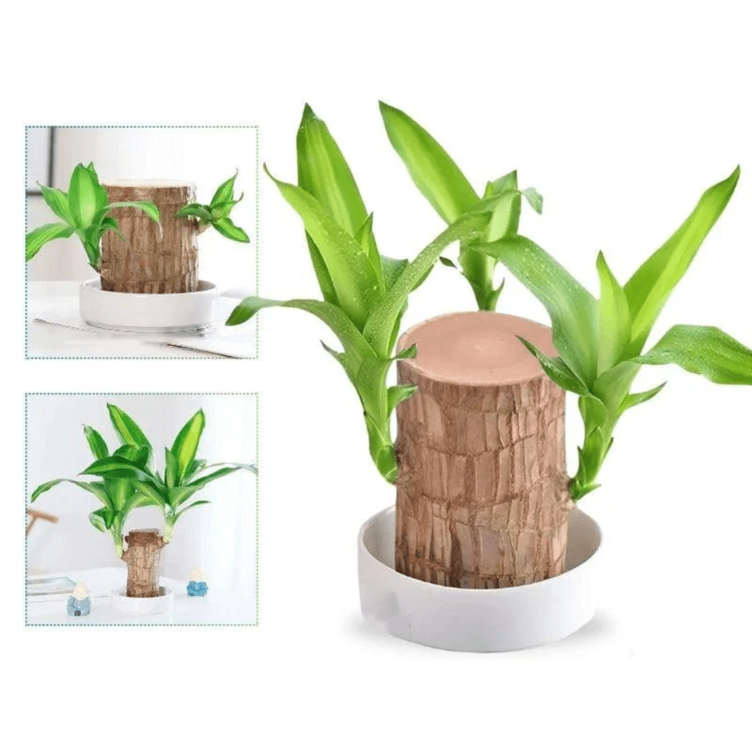 (2+1 FREE) The Lucky Brazilian Wood Plant - VERRANOO