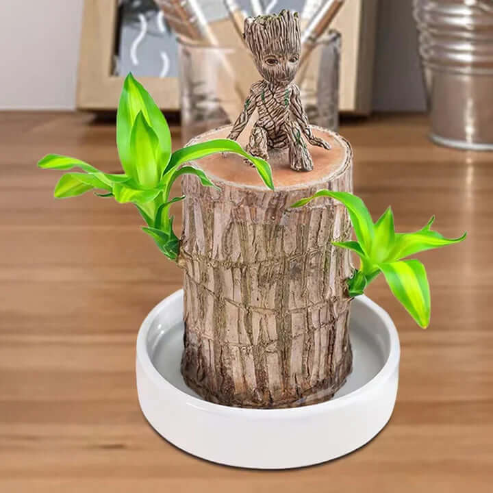 GreenVibes™ Lucky Brazilian Wood Plant | 50% OFF + Free Shipping!