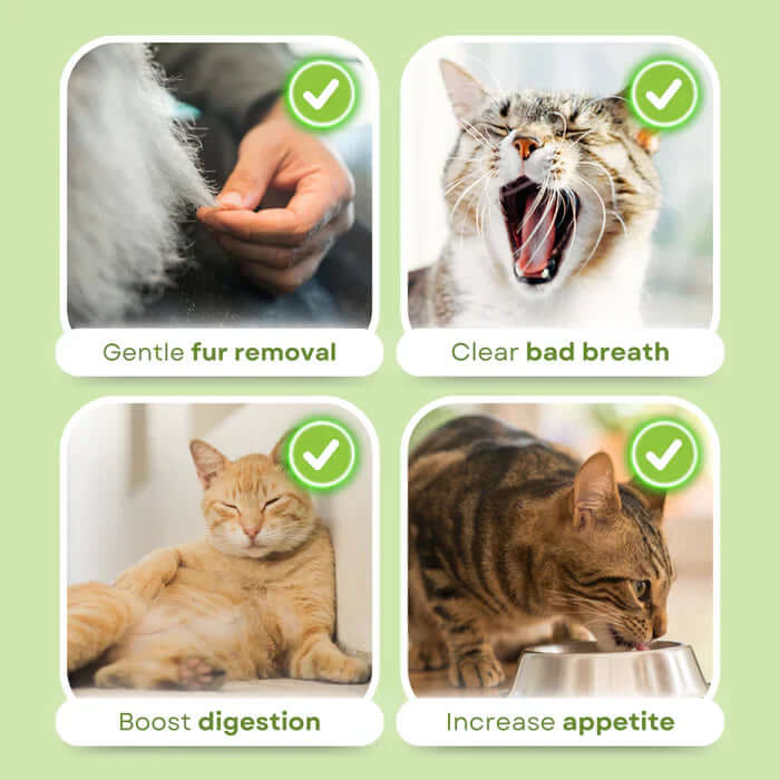 CatNutry™ | Cat Grass Sticks - Keep your furry friend healthy for a very very long life! - Coolpho