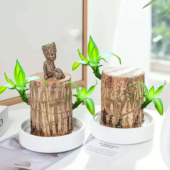 GreenVibes™ Lucky Brazilian Wood Plant | 50% OFF + Free Shipping! - VERRANOO