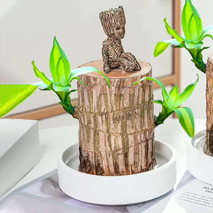 GreenVibes™ Lucky Brazilian Wood Plant | 50% OFF + Free Shipping! - VERRANOO