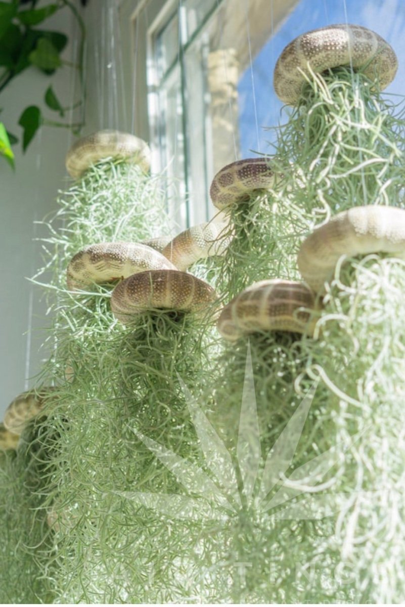 OceanWhimsy – The Hanging Air Plant Jellyfish - VERRANOO