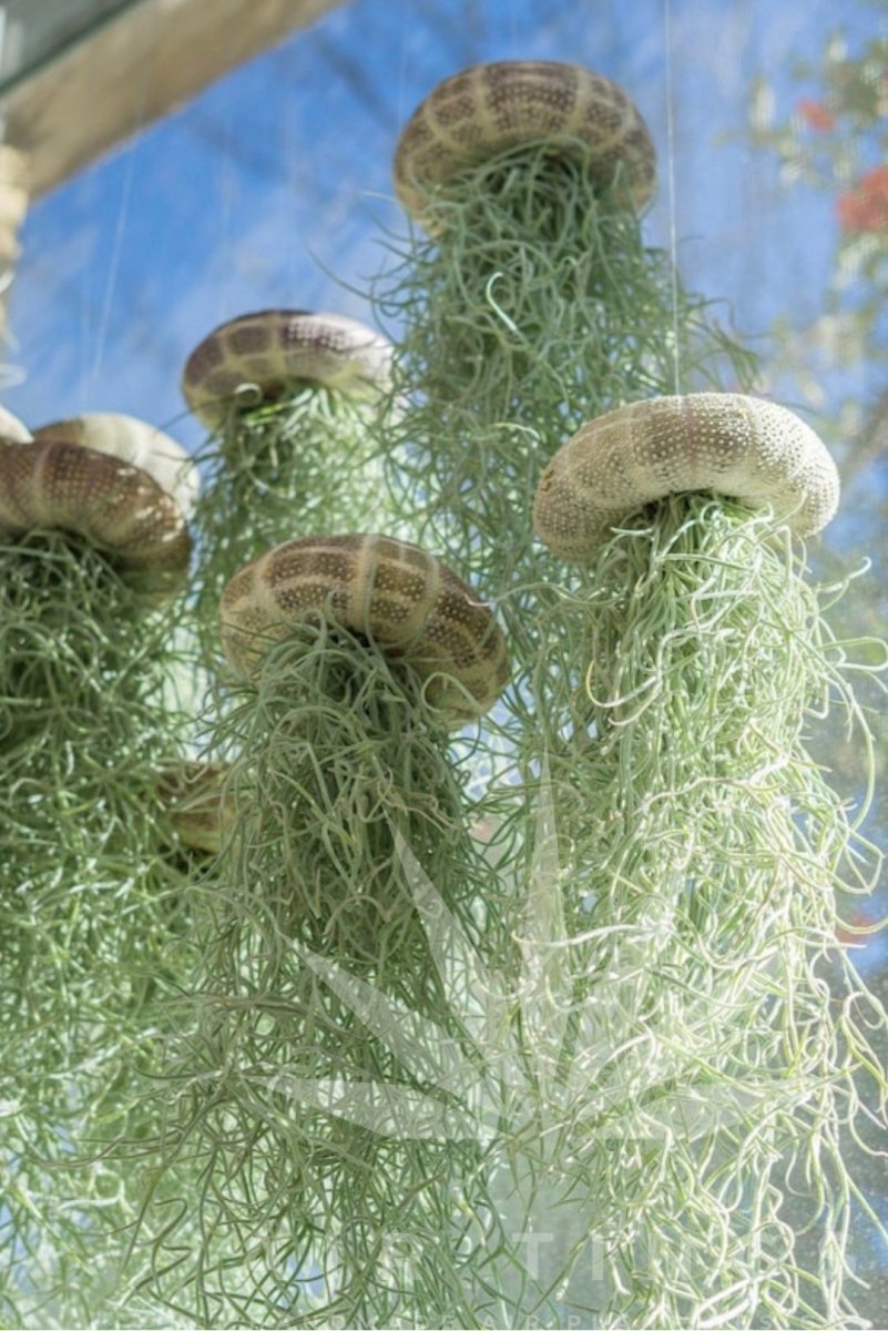 OceanWhimsy – The Hanging Air Plant Jellyfish - VERRANOO